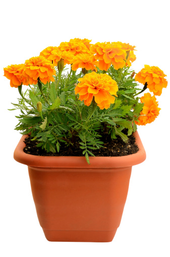 Tagetes flower in balcony flowerpot isolated on white background