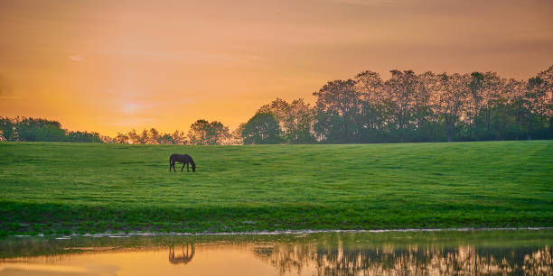 cheval broutant près d’un étang avec réflexion. - meadow grazing horse agriculture photos et images de collection