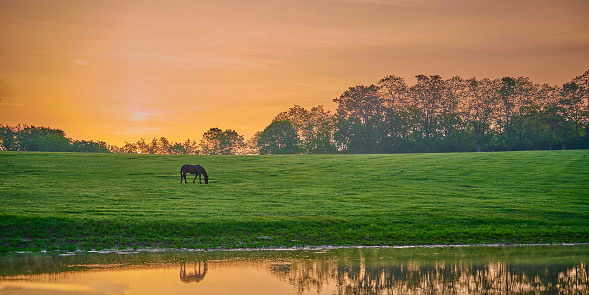 Horse grazing near a pond with reflexion.