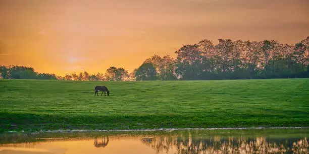 Photo of Horse grazing near a pond with reflexion.