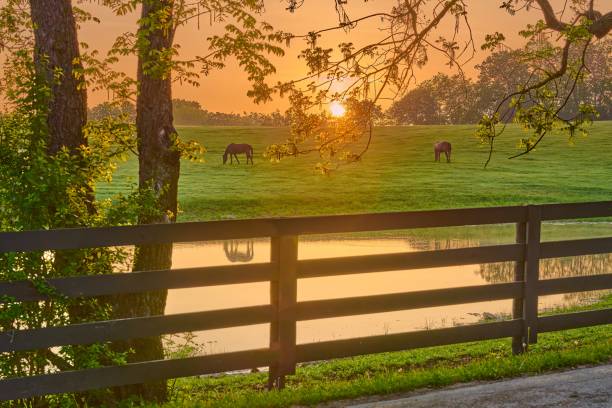 istock View of a horses grazing in a field through tree branches. 1491508063
