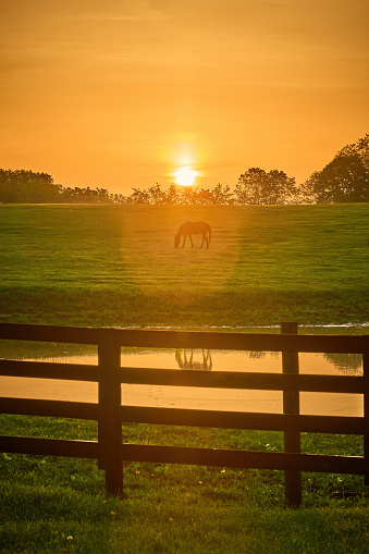 Single horse grazing in a field with rising morning sun with flare.