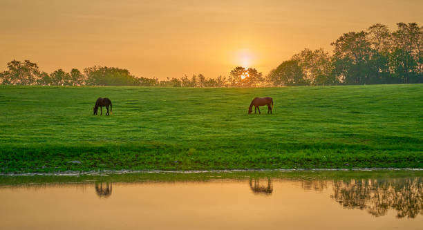 istock Two horse grazing near a pond with reflexion. 1491508082