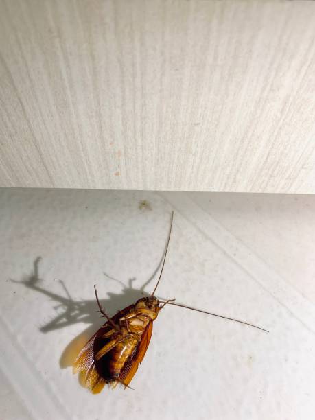 istock dead cockroach on the floor 1491508091