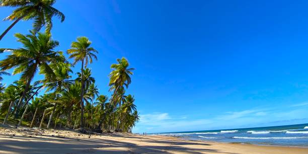 istock Bahia tropical beach vacation 1491508550