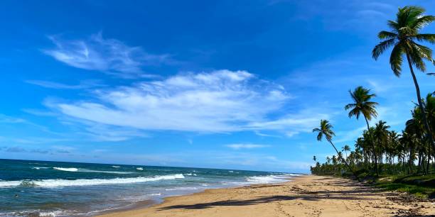 istock Bahia tropical beach vacation 1491508552