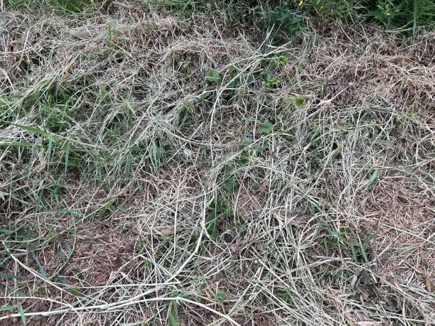 istock green grass on the ground 1491509963