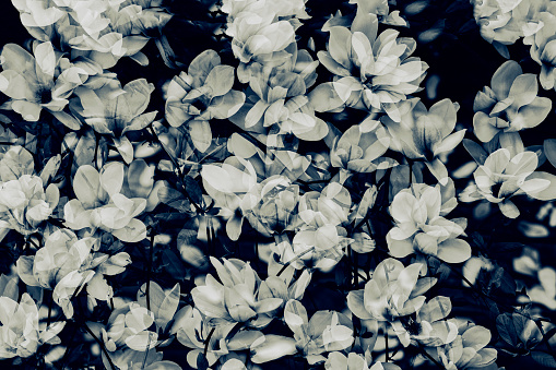 Magnolia flowers background