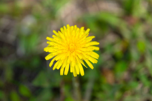 Floral spring background