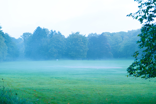 Early morning fog in a park.