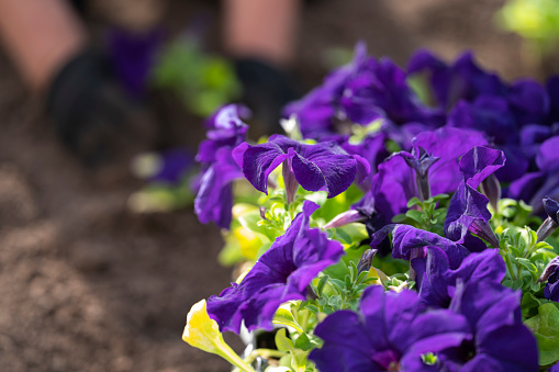 A woman plants flowers (petunias) in the ground in a street flowerbed.