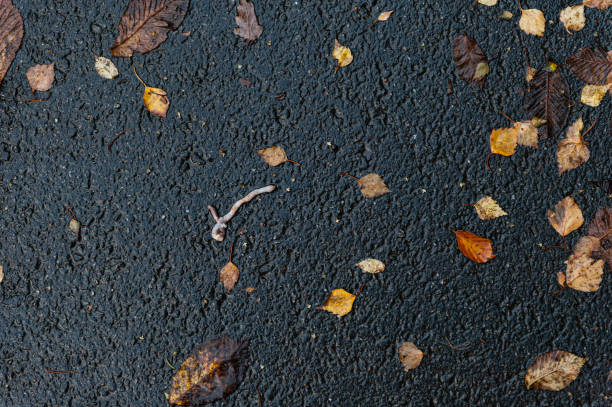 Lonely earthworn crawling across wet asphalt at fall.