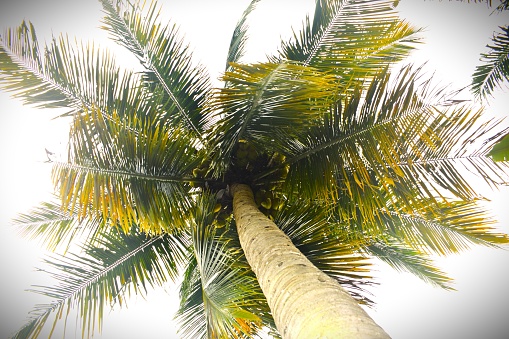 looking up a coconut palm