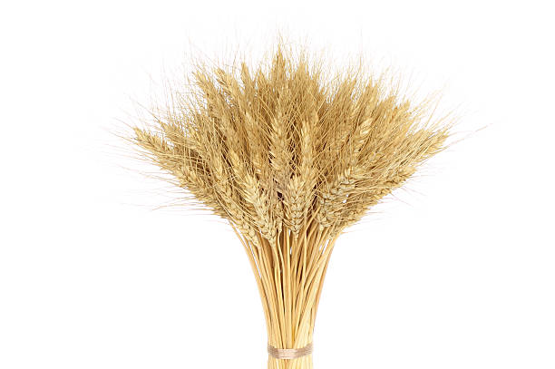 istock Bunch of yellow wheat ears 149151184