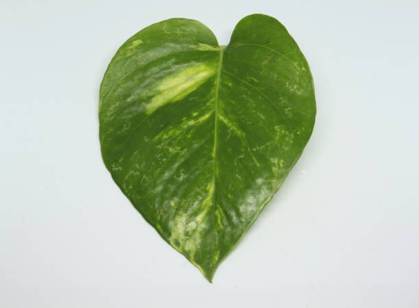 istock money plant leaf. with white background 1491512385