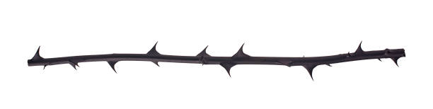 istock Dry rose branch. Branch with thorns isolated on a white background. 1491512934