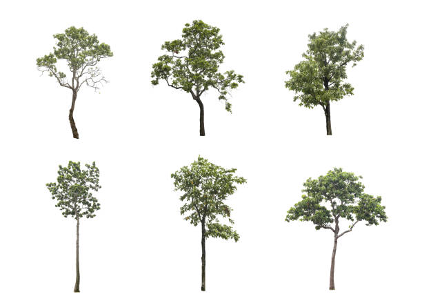 istock six trees on a white background isolated,clipping paths. 1491512942