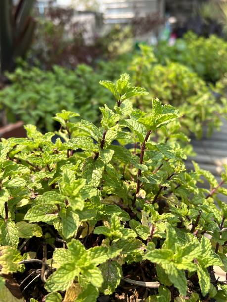 istock Peppermint leaf green plants in nature garden 1491512965