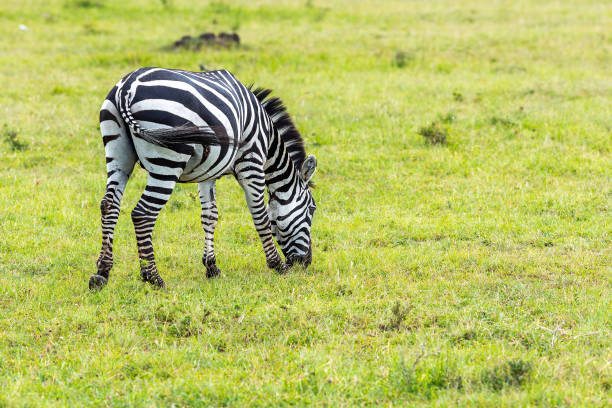 istock Plains Zebra Grazing at Wild 1491513056