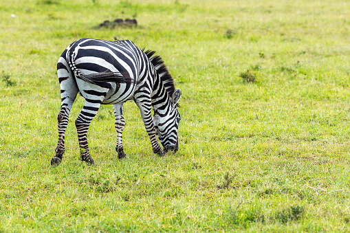 Plains Zebra Grazing at Wild