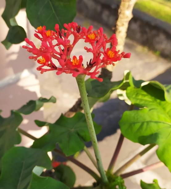 istock Jatropha podagrica 1491513362