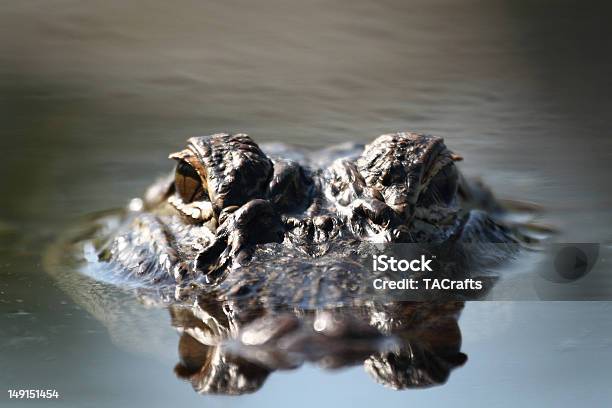 Alligator Augen Stockfoto und mehr Bilder von Alligator - Alligator, Wasser, Florida - USA