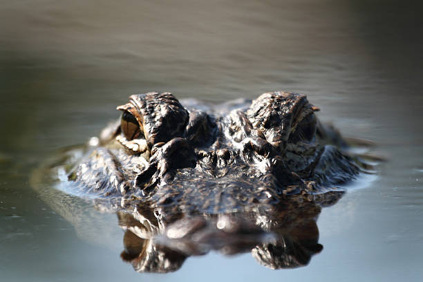 ojos de cocodrilo - alligator fotografías e imágenes de stock