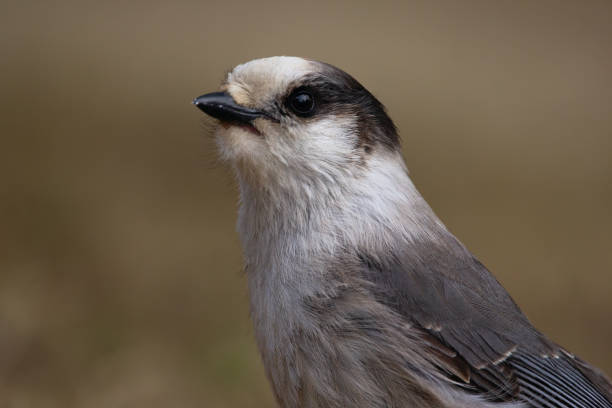 istock Canada jay is standing in the grass in spring with full pouch. 1491515024