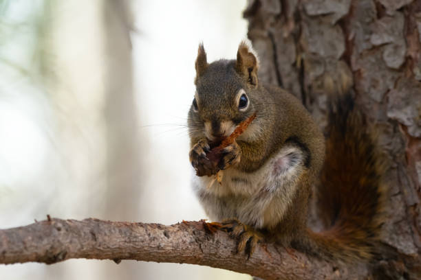 istock Cute squirrel is holding a cone and eating seeds on the branch. 1491515180
