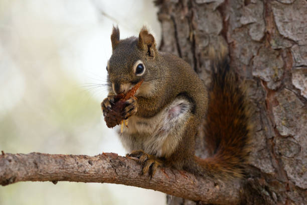 istock Cute squirrel is holding a cone and eating seeds on the branch. 1491515200
