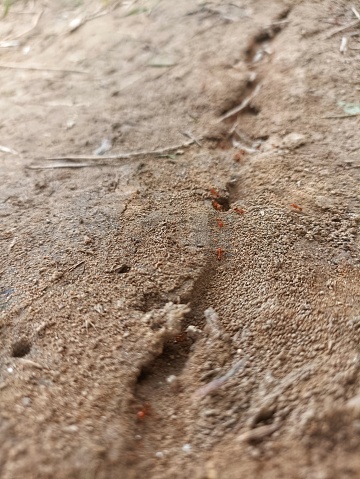 A tunnel road made by ants