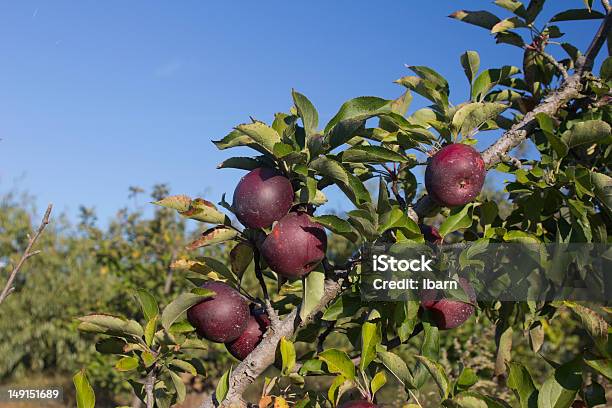갬 가을맞이 사과들 0명에 대한 스톡 사진 및 기타 이미지 - 0명, 가을, 건강한 식생활