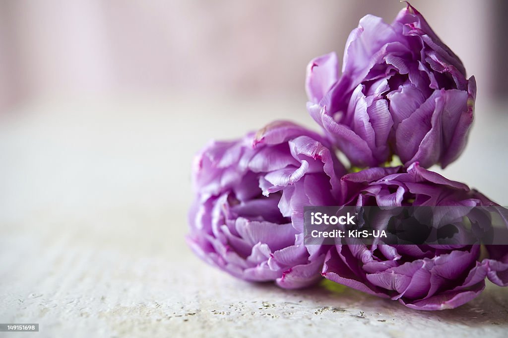 Bouquet of three purple tulips Bouquet of three purple tulips lays on the white table. Blurring background with copy space, shallow DOF Beauty In Nature Stock Photo