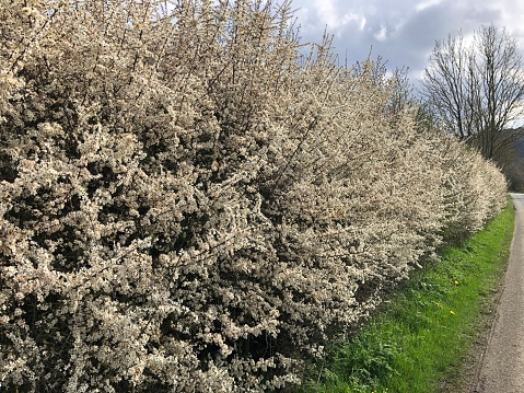 Blackthorn Hedge Prunus spinosa in flower in April, North Yorkshire, England, United Kingdom. Spiny and densely branched, mature trees can grow to a height of around 67m and live for up to 100 years.