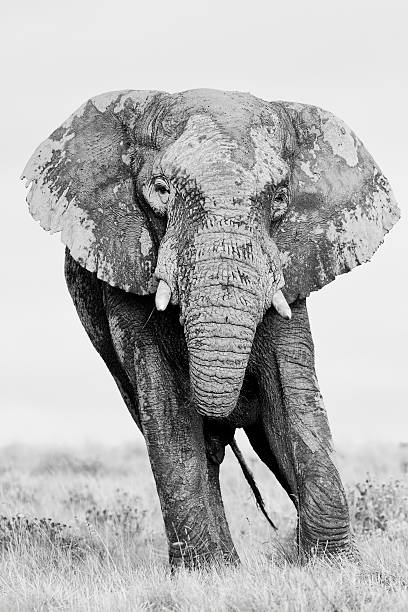 istock African Elephant in black and white 149151854