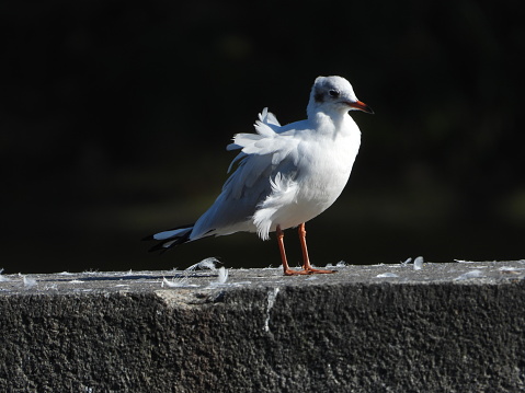 Small White Seagulls near the Moldau River