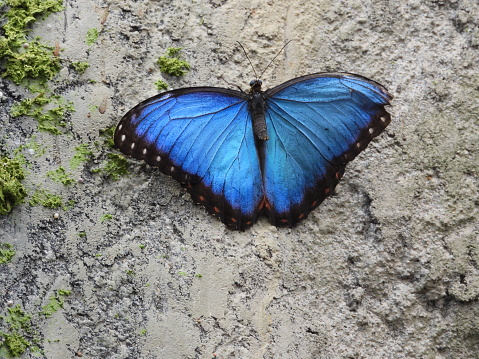Morpho menelaus. Big Blue Butterfly
