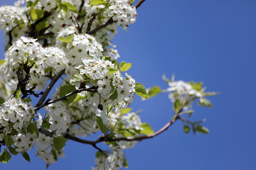 An apple tree blossoming with white flowers in May 2023. Amazingly beautiful apple tree in bloom. Springtime in Richmond Hill, Ontario, Canada. Canadian nature. Mother's Day 2023.