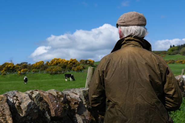 istock Rear view of a mature man looking at dairy cattle 1491521853
