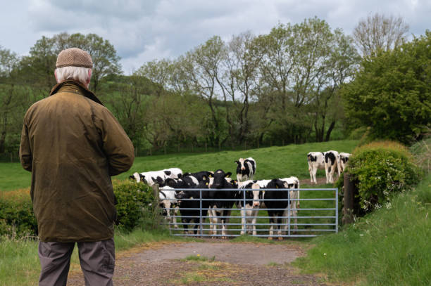 istock Senior man watching a herd of cattle 1491521871
