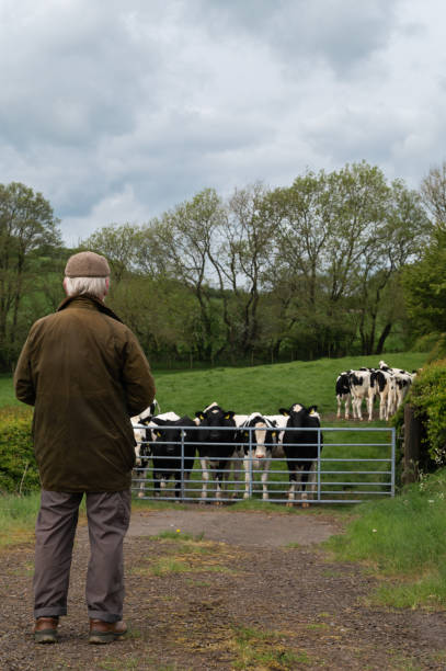 istock One senior man looking at a herd of cattle 1491521887