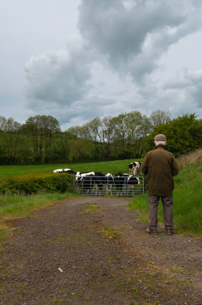istock One mature man looking at a herd of cattle 1491521922