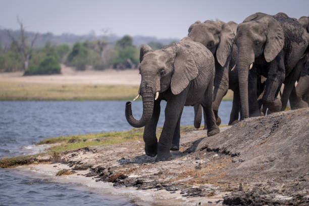 istock African bush elephant leads herd along riverbank 1491521998