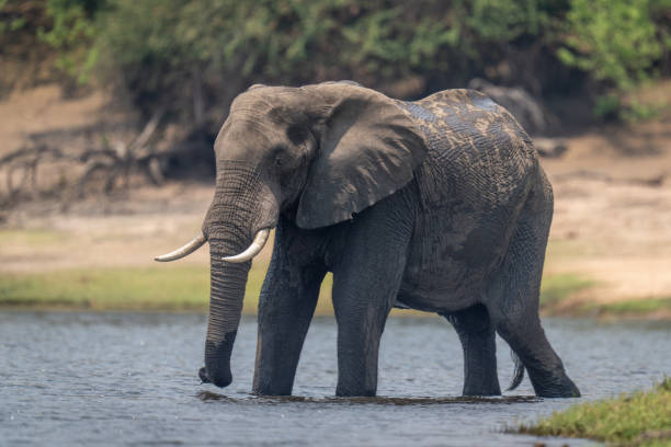 istock African bush elephant stands in shallow river 1491522260