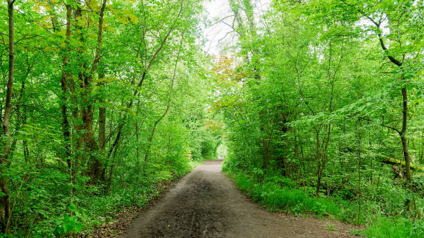 istock Hiking trail in the nature reserve 1491522915
