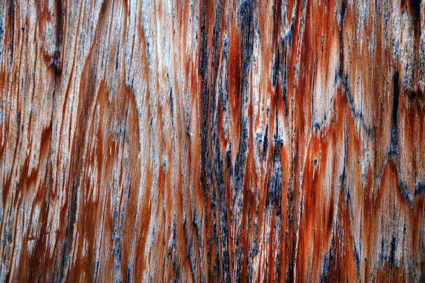 istock Beautiful wood grain. Wood background. Wood grain pattern texture backgrounds 1491523456