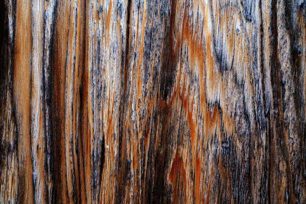 istock Beautiful wood grain. Wood background. Wood grain pattern texture backgrounds 1491523472