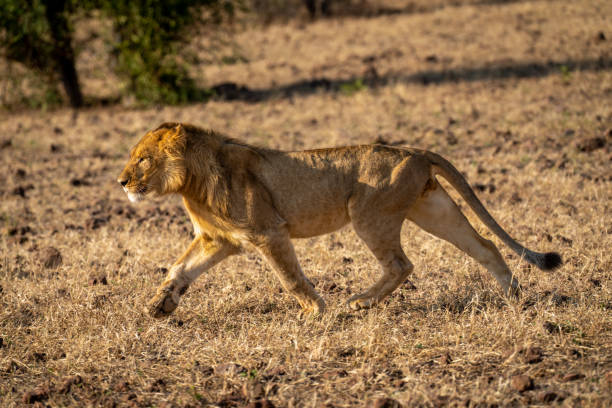 istock Young male lion runs downhill on grass 1491523774