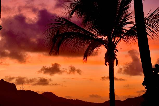 palmera en silueta al atardecer - palm island fotografías e imágenes de stock