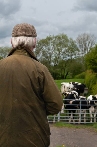 istock Rear view of a farmer looking at dairy cattle 1491527031